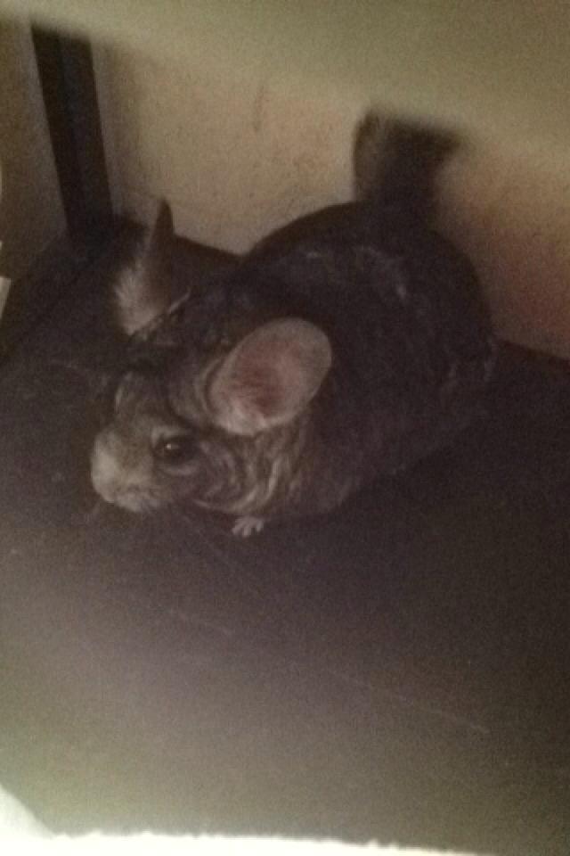 Chinchilla Dina billede 13