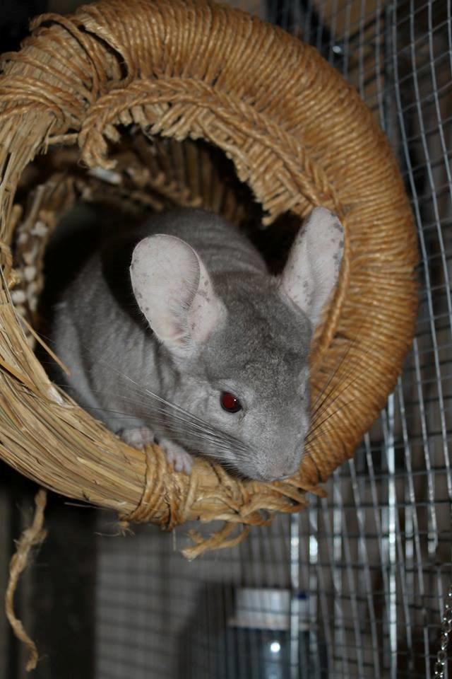 Chinchilla Sir Puf billede 2