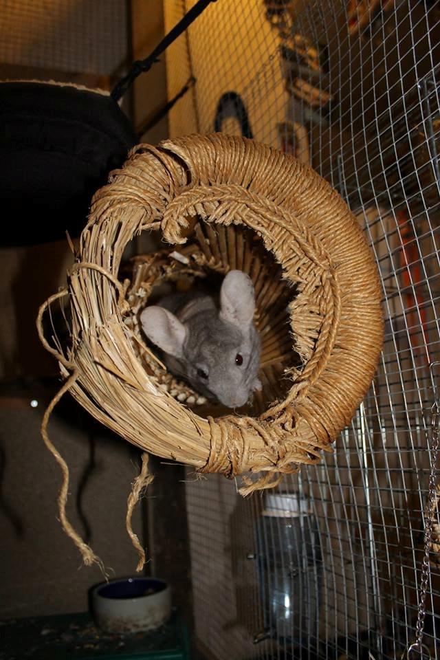 Chinchilla Sir Puf billede 3