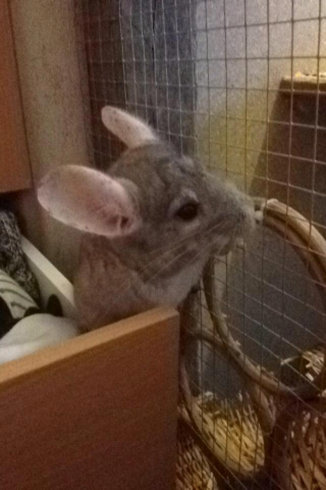 Chinchilla Sir Puf billede 5