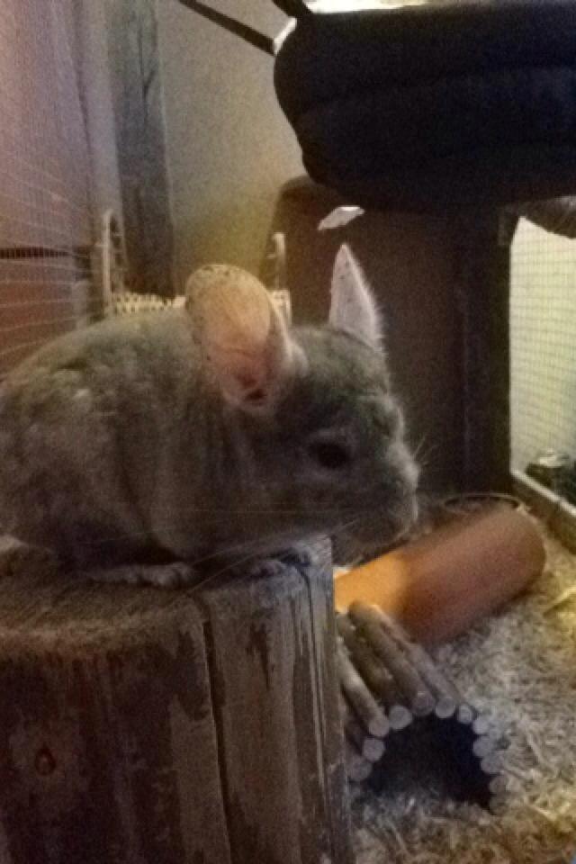 Chinchilla Sir Puf billede 6
