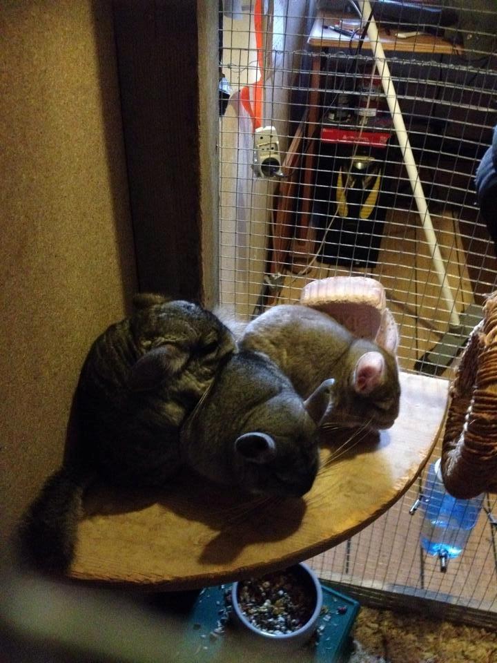 Chinchilla Sir Puf billede 7