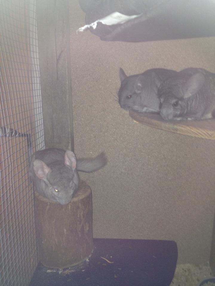 Chinchilla Sir Puf billede 4