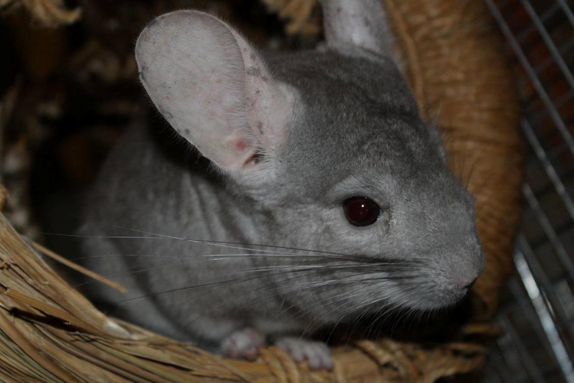 Chinchilla Sir Puf billede 1