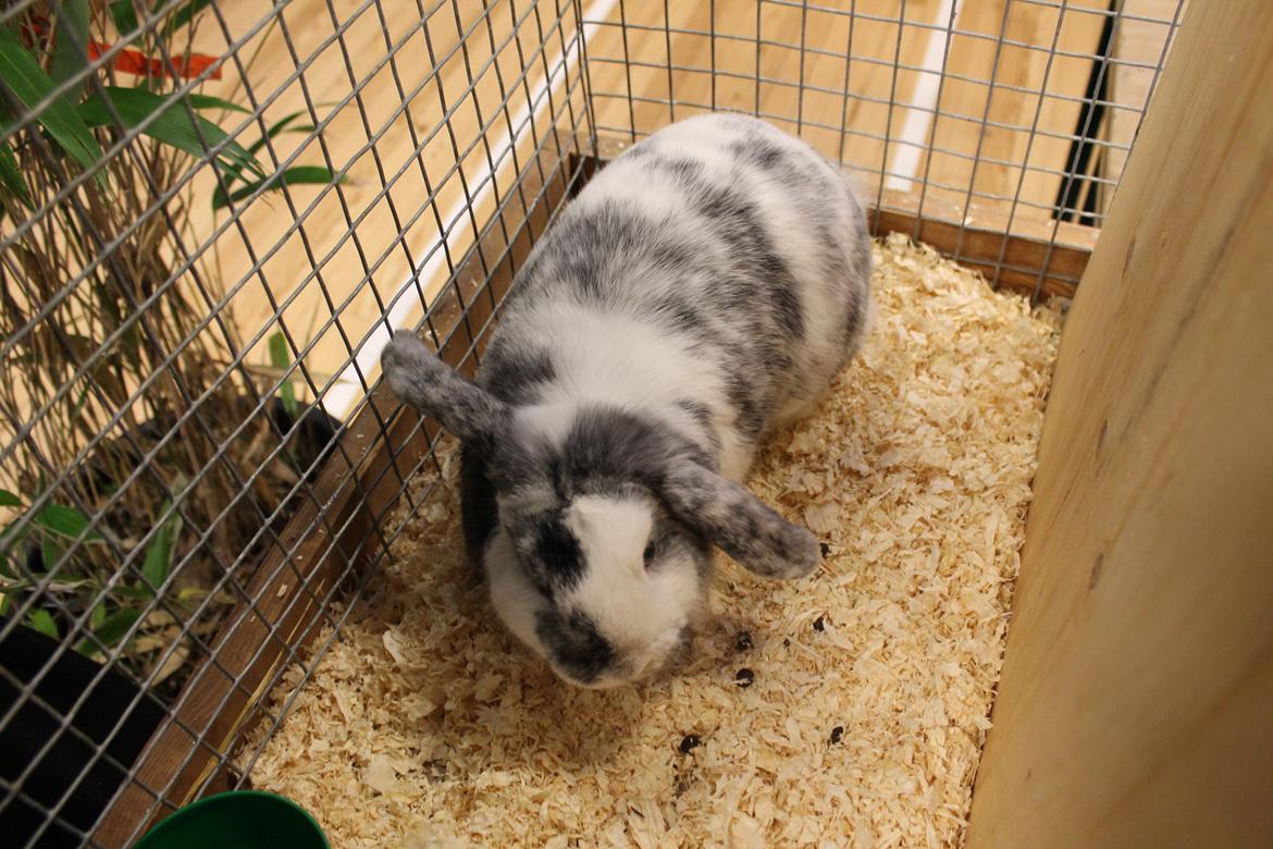 Kanin Tantetuts Sneakers billede 2