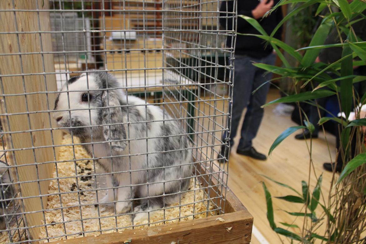 Kanin Tantetuts Sneakers billede 4