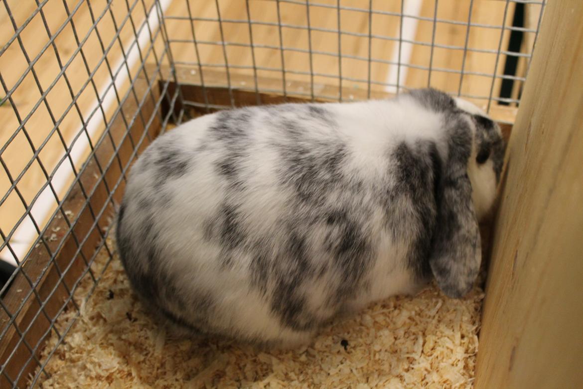 Kanin Tantetuts Sneakers billede 3