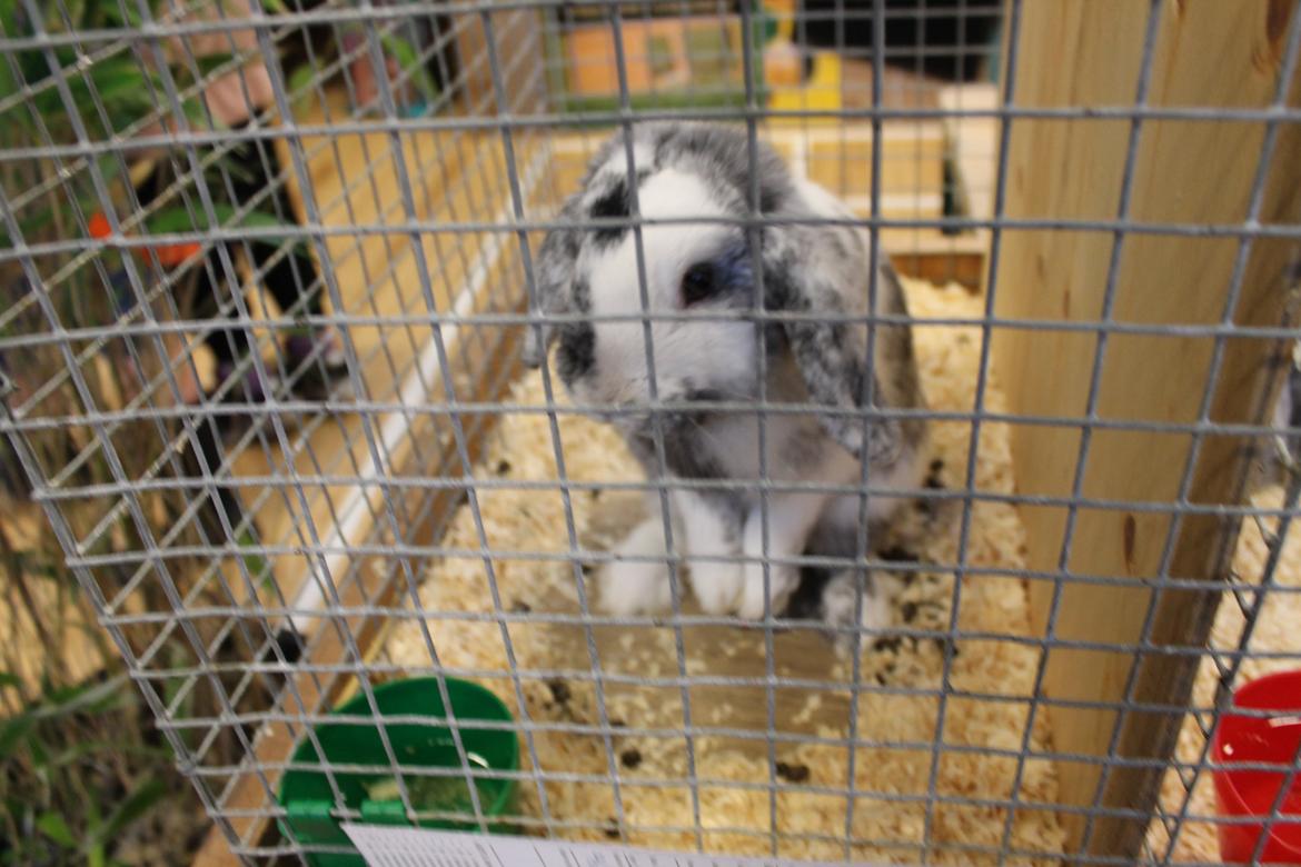 Kanin Tantetuts Sneakers billede 5