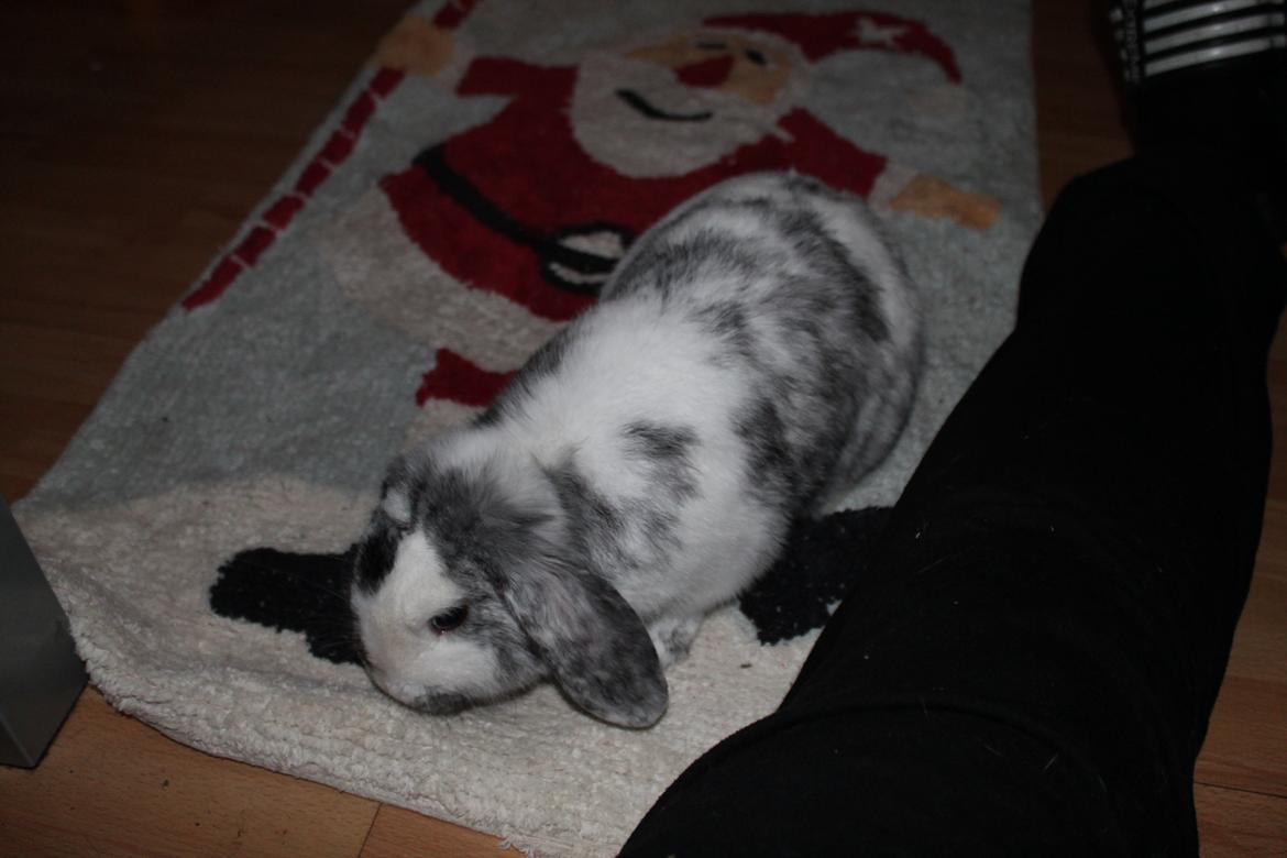 Kanin Tantetuts Sneakers billede 6