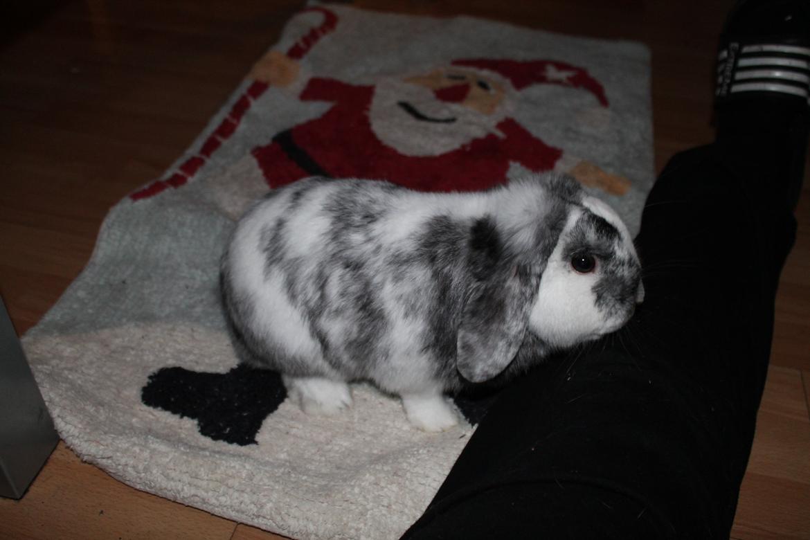 Kanin Tantetuts Sneakers billede 8