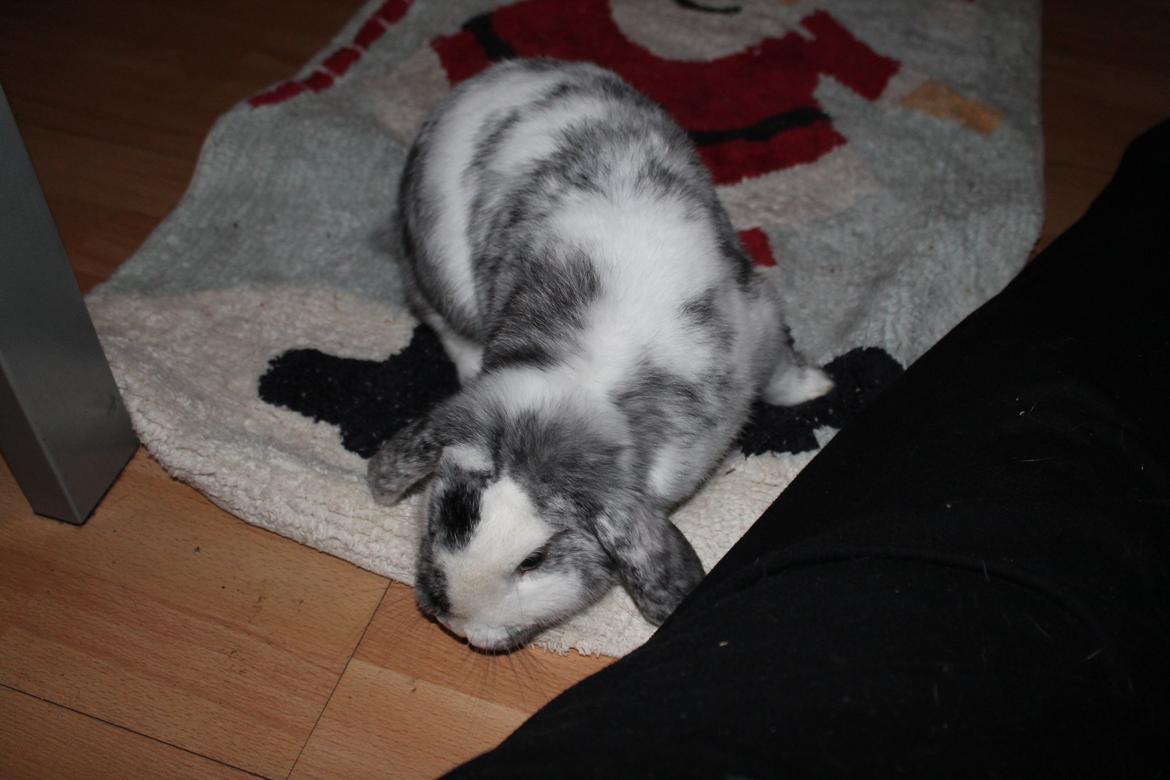 Kanin Tantetuts Sneakers billede 9