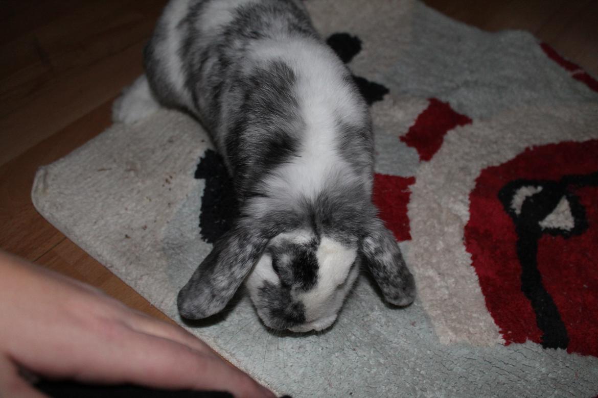 Kanin Tantetuts Sneakers billede 10