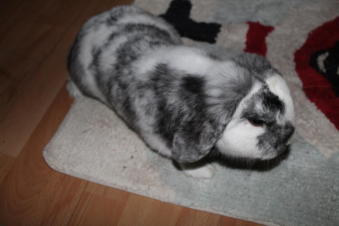 Kanin Tantetuts Sneakers billede 11