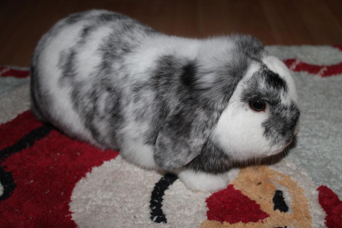 Kanin Tantetuts Sneakers billede 12