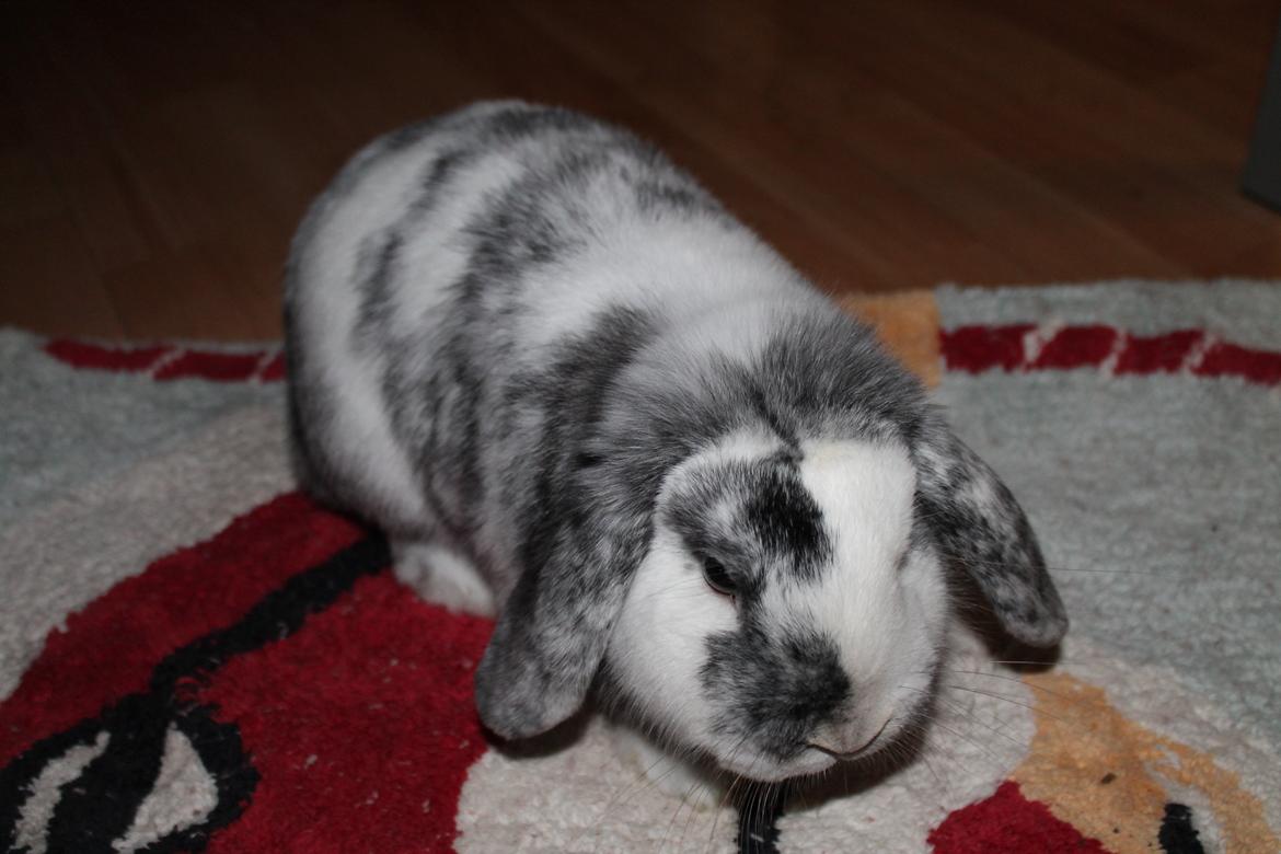 Kanin Tantetuts Sneakers billede 13