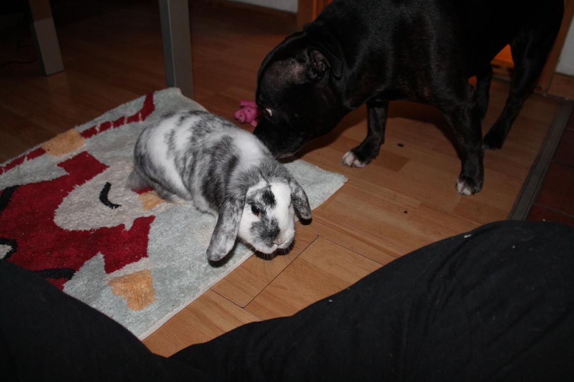 Kanin Tantetuts Sneakers billede 14