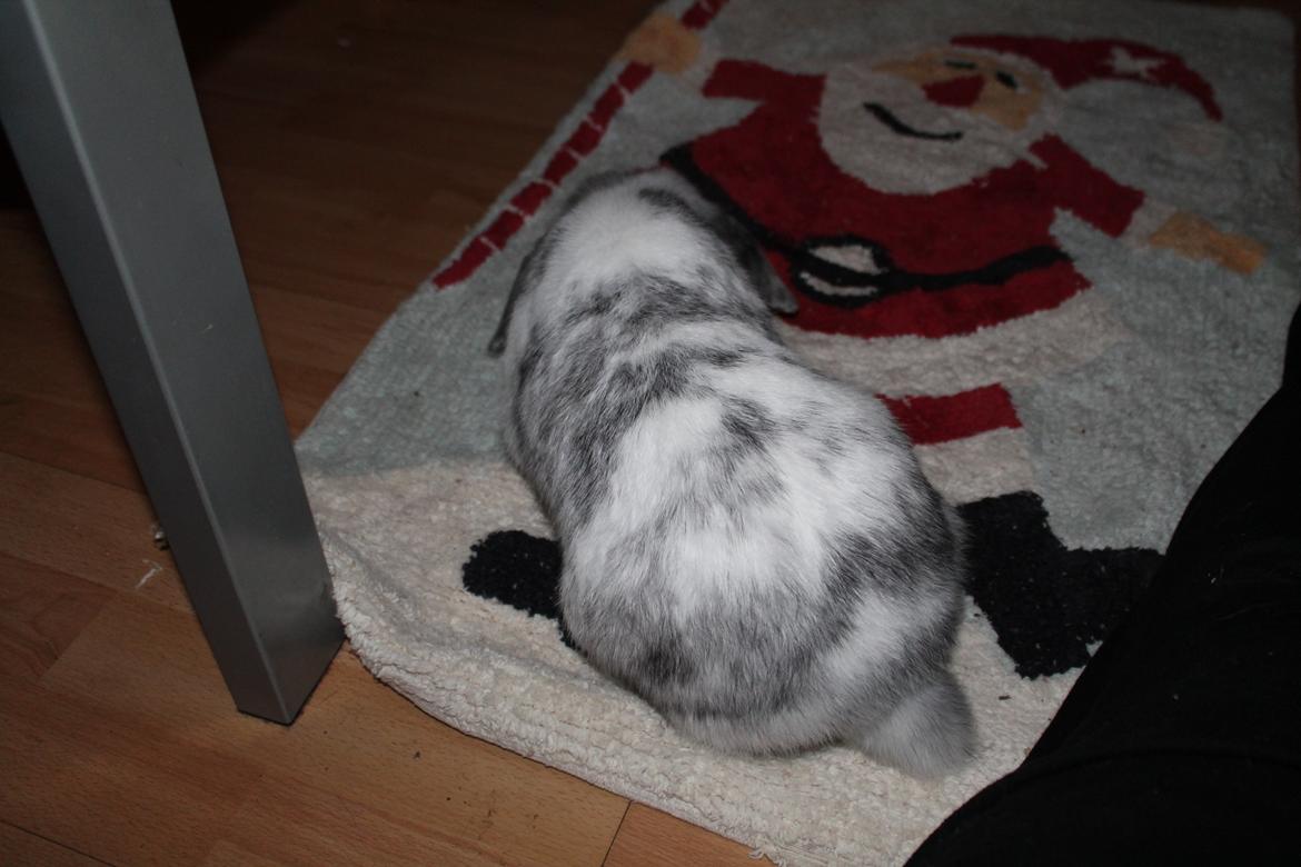 Kanin Tantetuts Sneakers billede 7