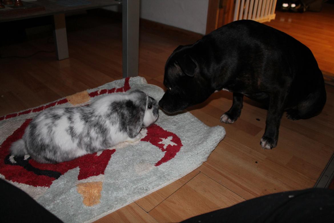 Kanin Tantetuts Sneakers billede 16