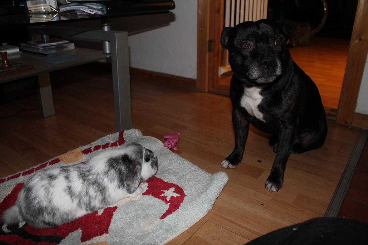 Kanin Tantetuts Sneakers billede 17