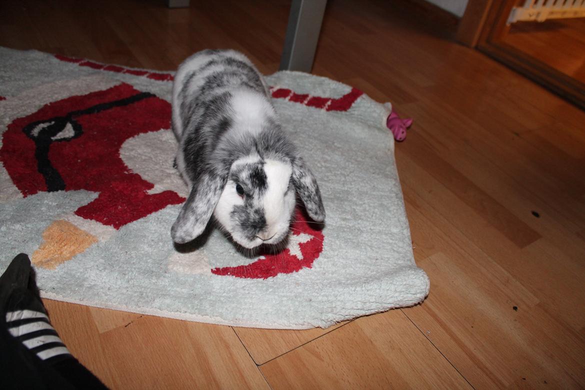 Kanin Tantetuts Sneakers billede 18