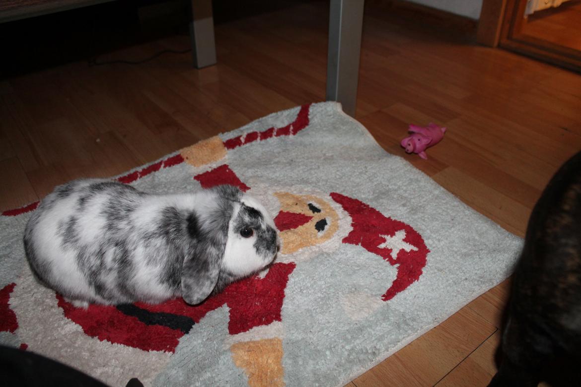 Kanin Tantetuts Sneakers billede 15