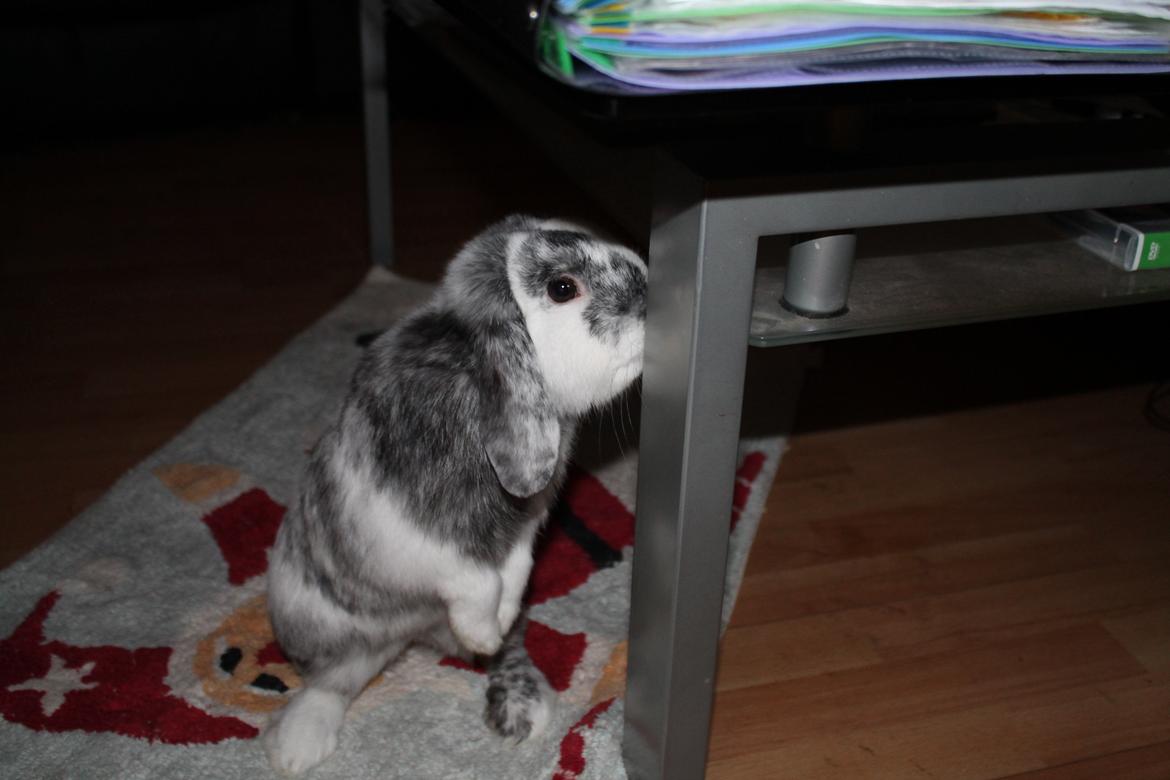 Kanin Tantetuts Sneakers billede 20