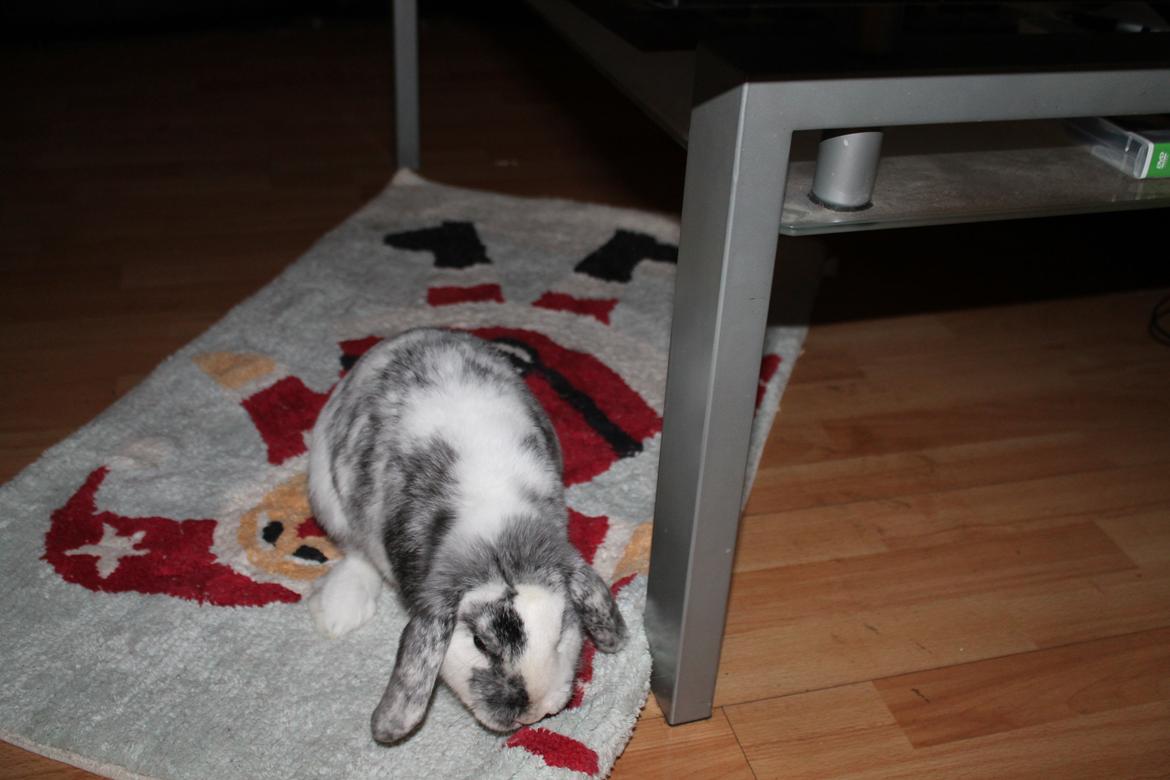 Kanin Tantetuts Sneakers billede 21