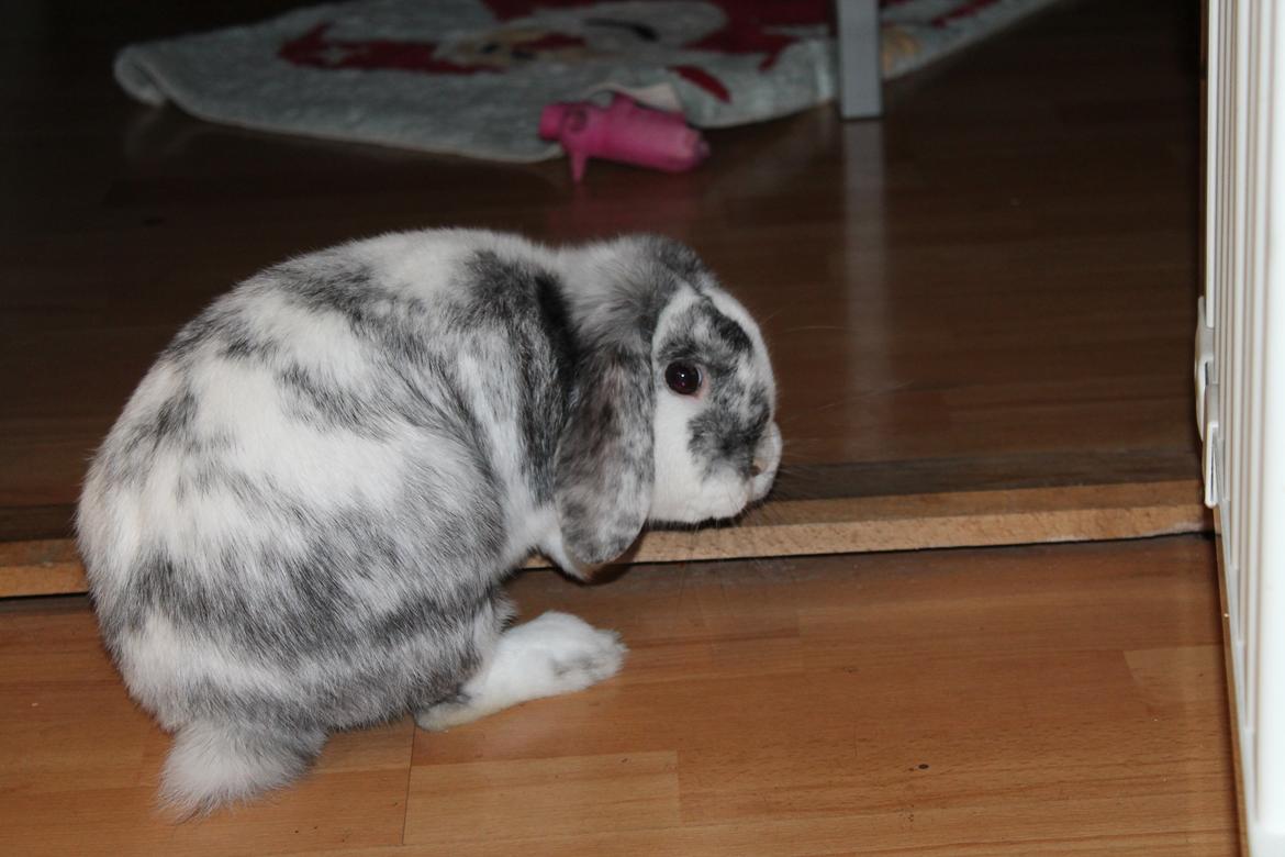 Kanin Tantetuts Sneakers billede 1