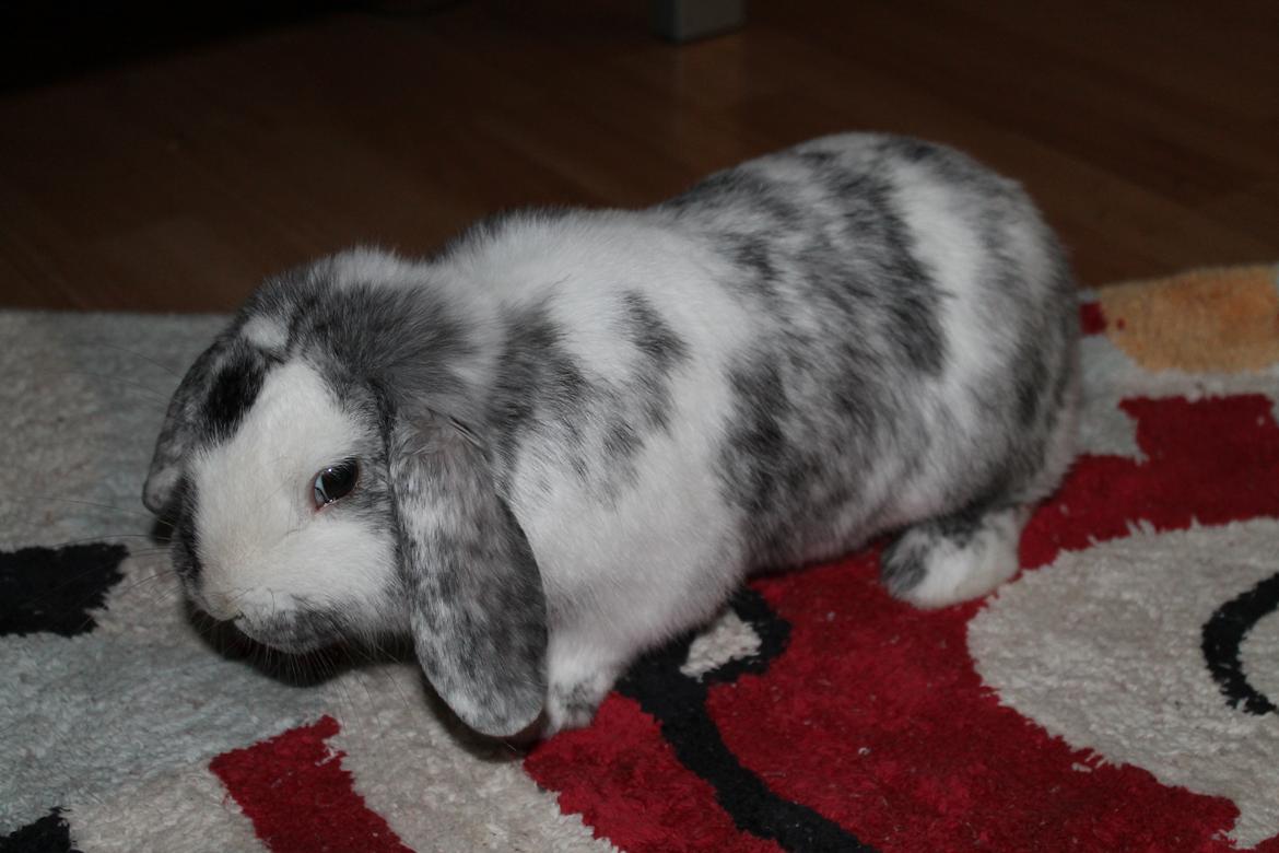 Kanin Tantetuts Sneakers billede 19