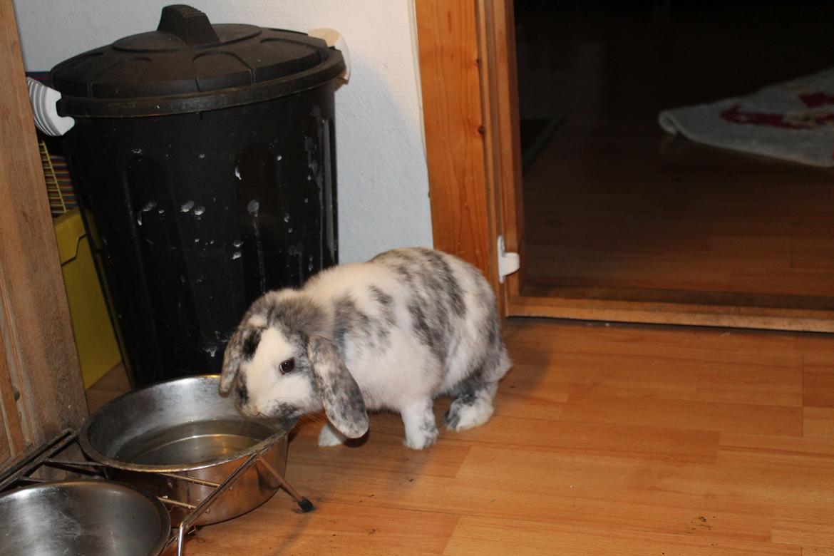 Kanin Tantetuts Sneakers billede 23