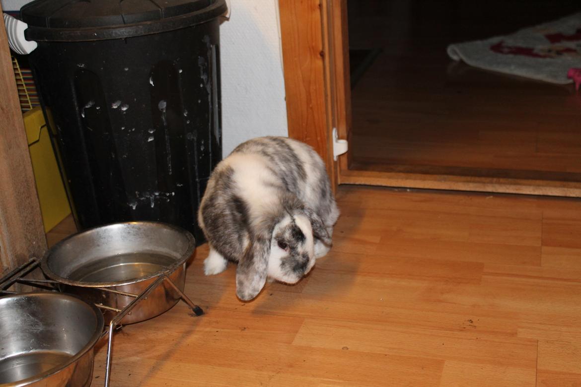 Kanin Tantetuts Sneakers billede 24