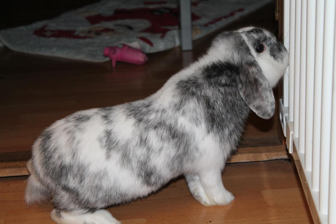 Kanin Tantetuts Sneakers billede 22