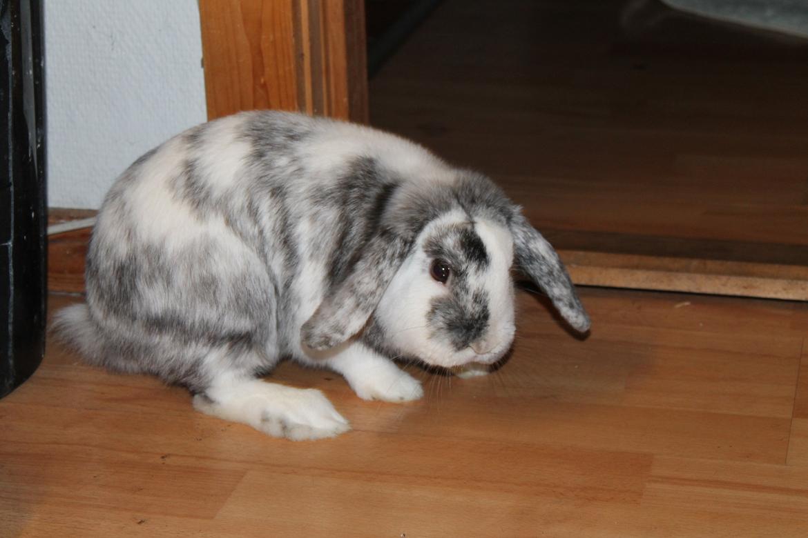 Kanin Tantetuts Sneakers billede 26