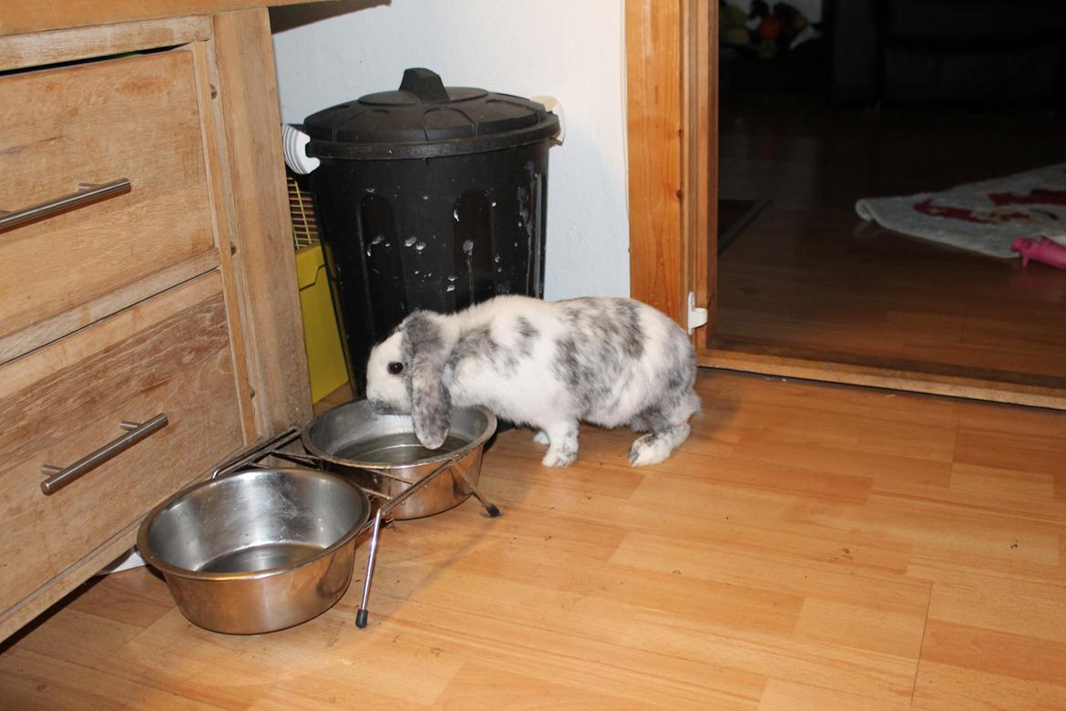 Kanin Tantetuts Sneakers billede 27