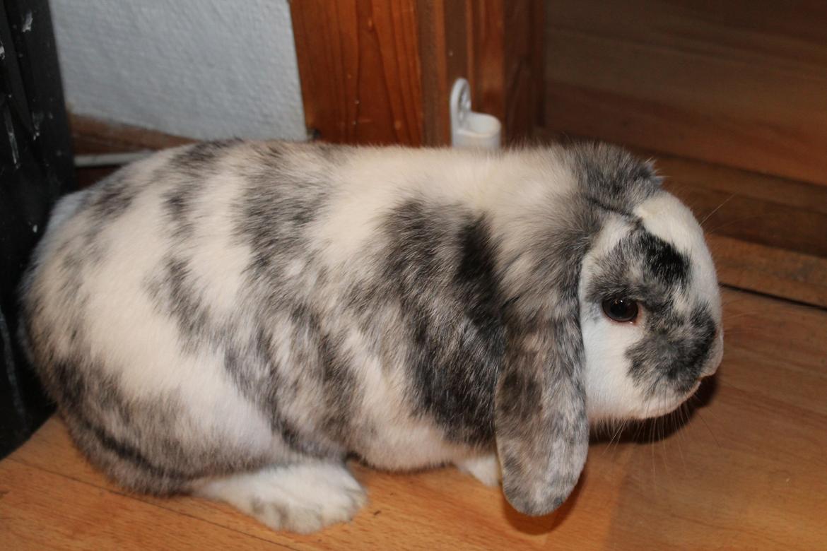 Kanin Tantetuts Sneakers billede 28