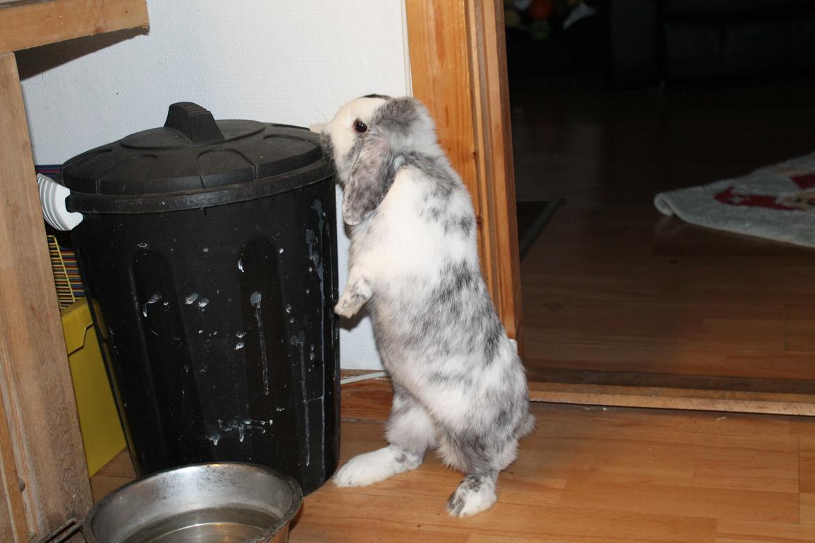 Kanin Tantetuts Sneakers billede 25