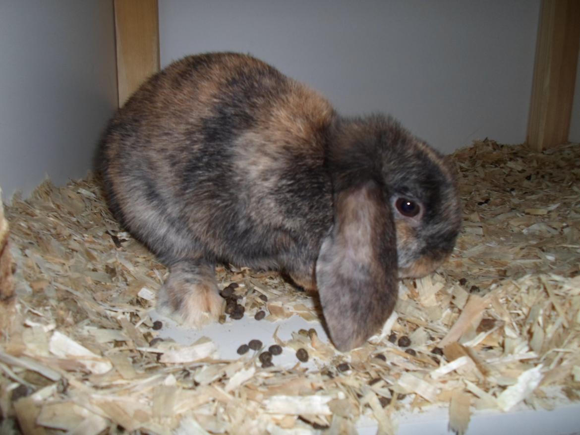 Kanin Bamse (Høj's kaninland) billede 1