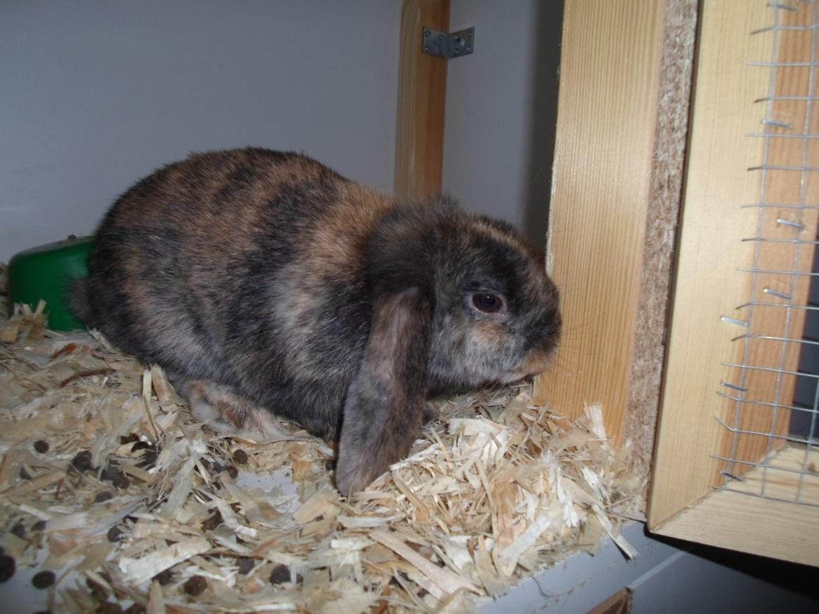 Kanin Bamse (Høj's kaninland) billede 3