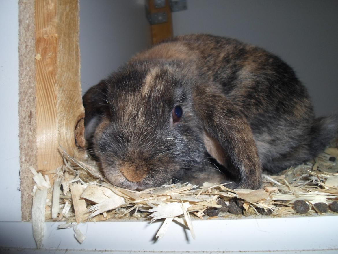 Kanin Bamse (Høj's kaninland) billede 4