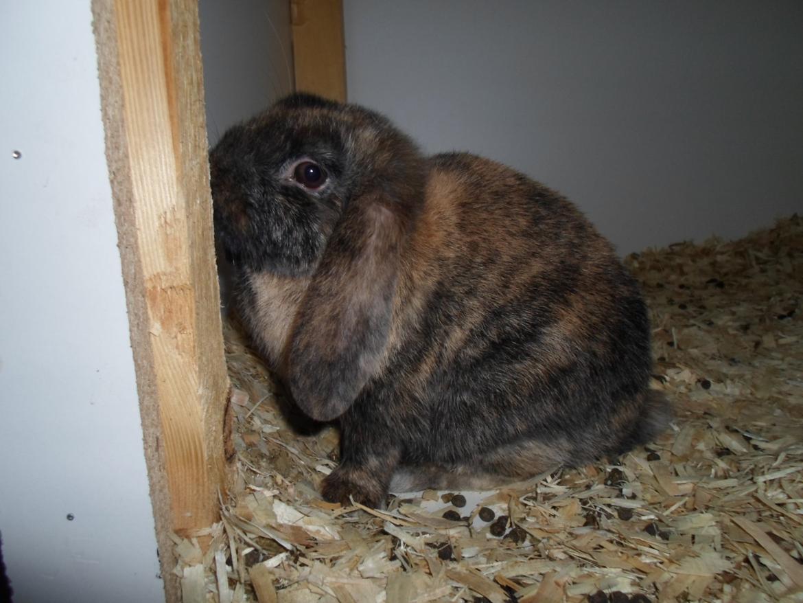 Kanin Bamse (Høj's kaninland) billede 5