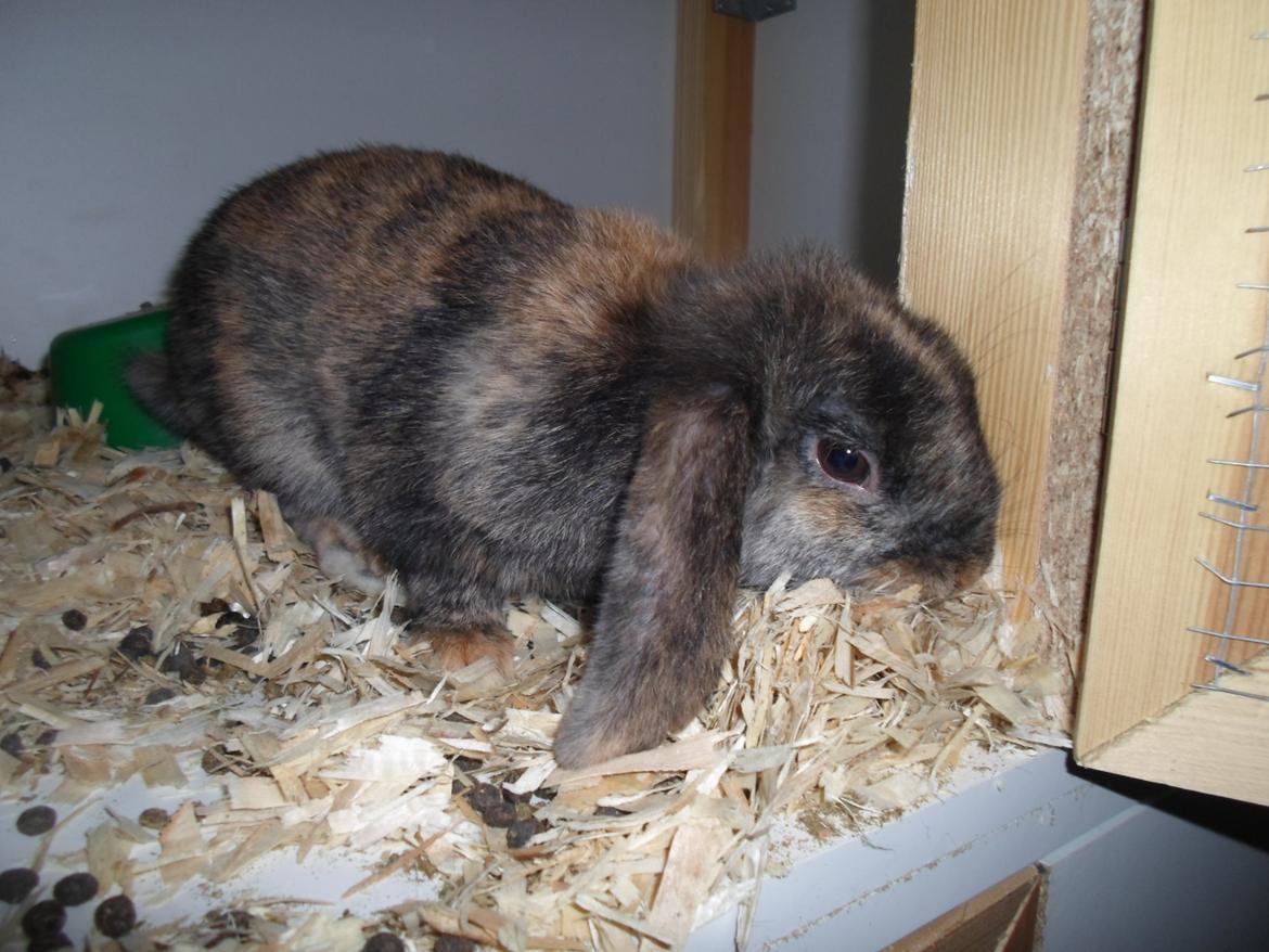 Kanin Bamse (Høj's kaninland) billede 2