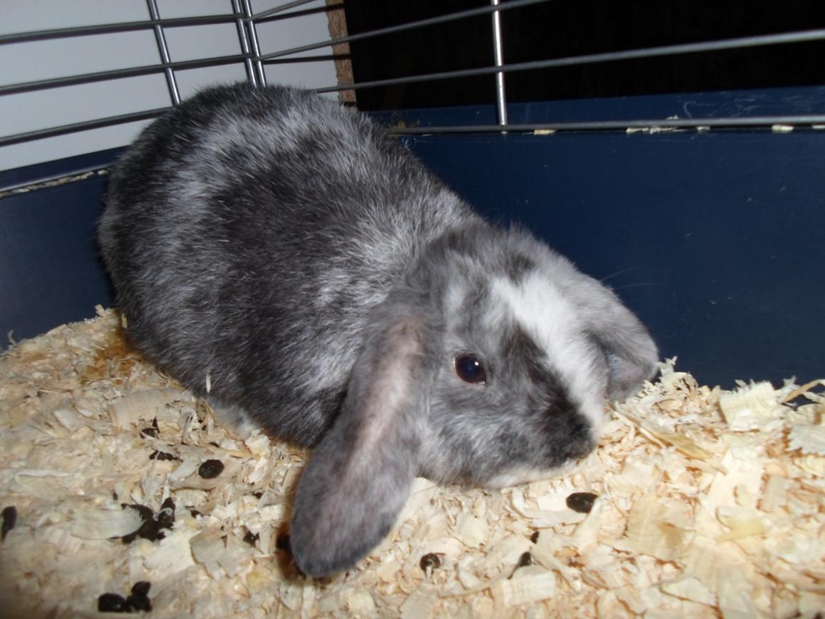 Kanin Twister (høj's kaninland) billede 3