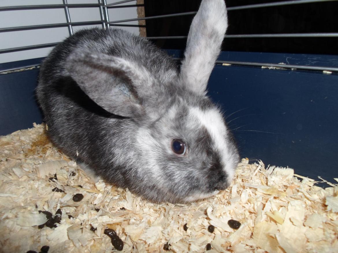 Kanin Twister (høj's kaninland) billede 2