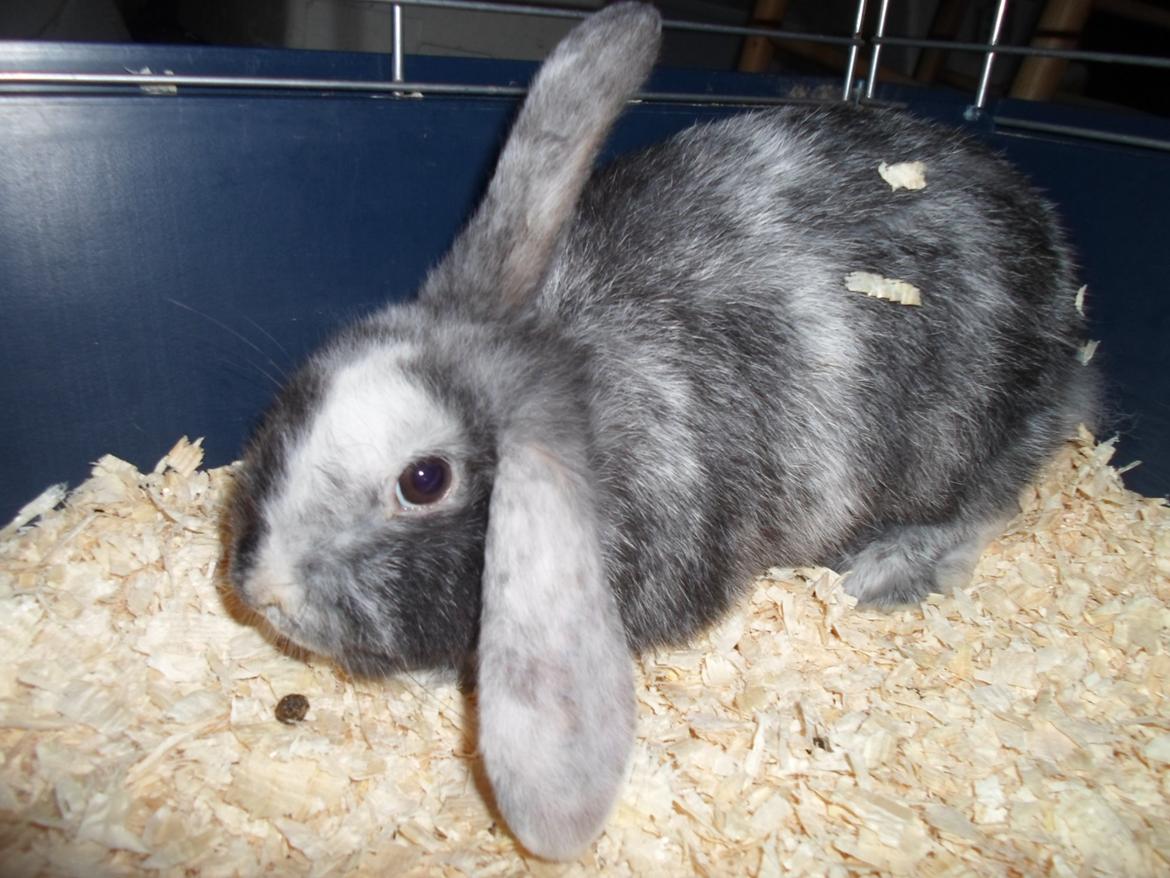 Kanin Twister (høj's kaninland) billede 4