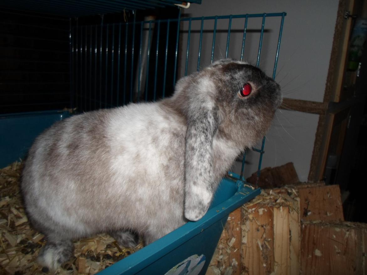 Kanin Frodo (høj's kaninland) billede 2