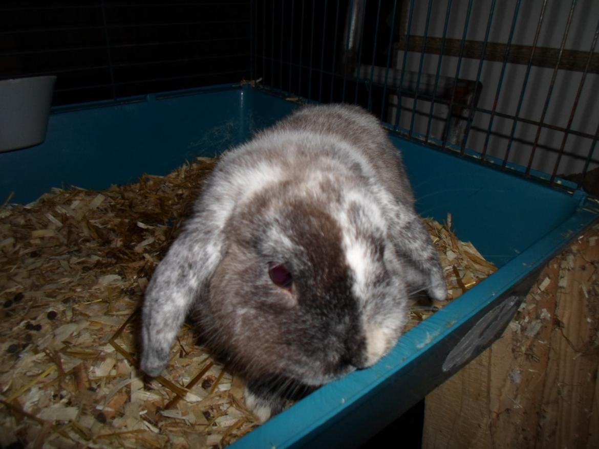 Kanin Frodo (høj's kaninland) billede 3