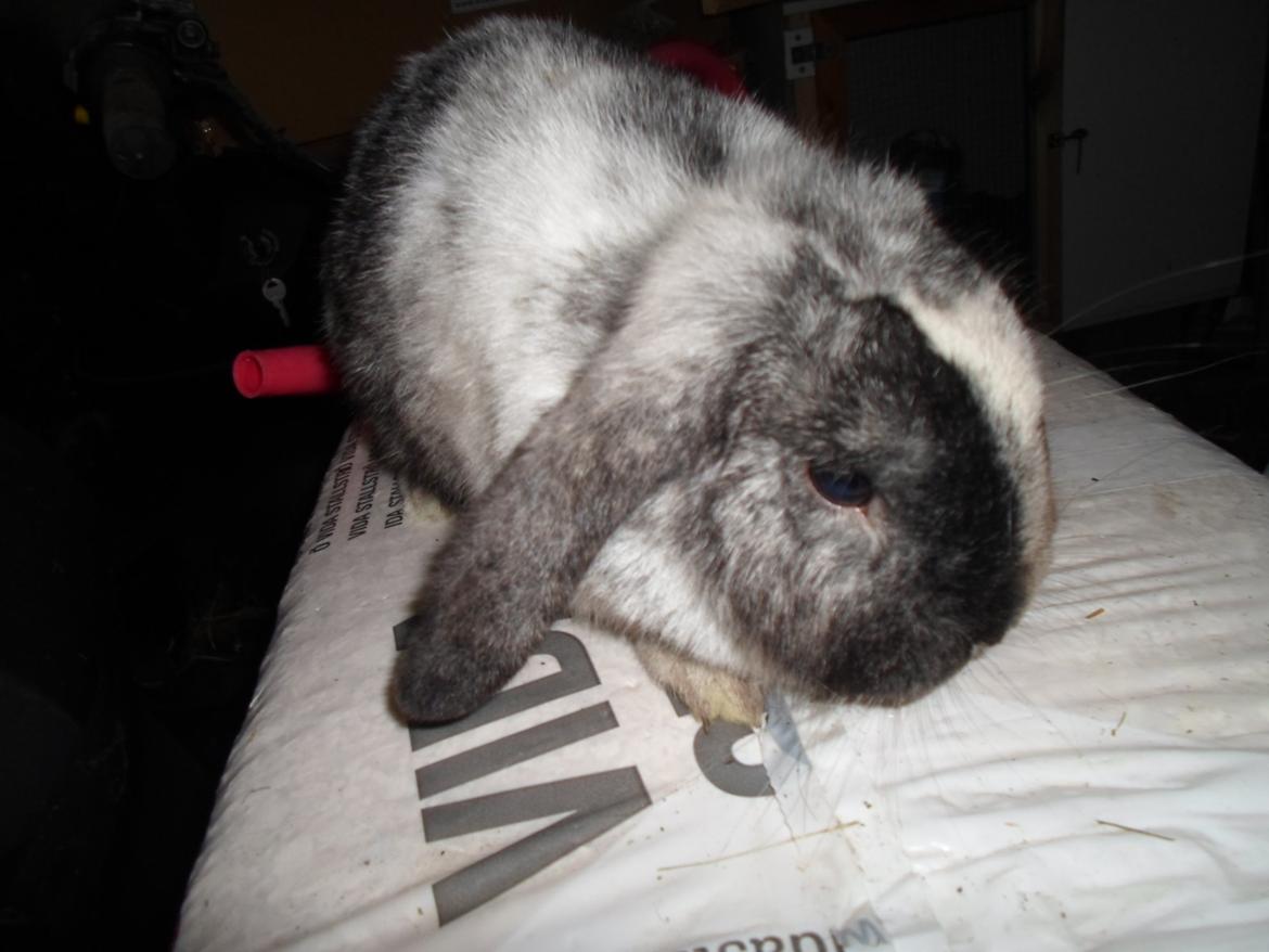 Kanin Frodo (høj's kaninland) billede 5