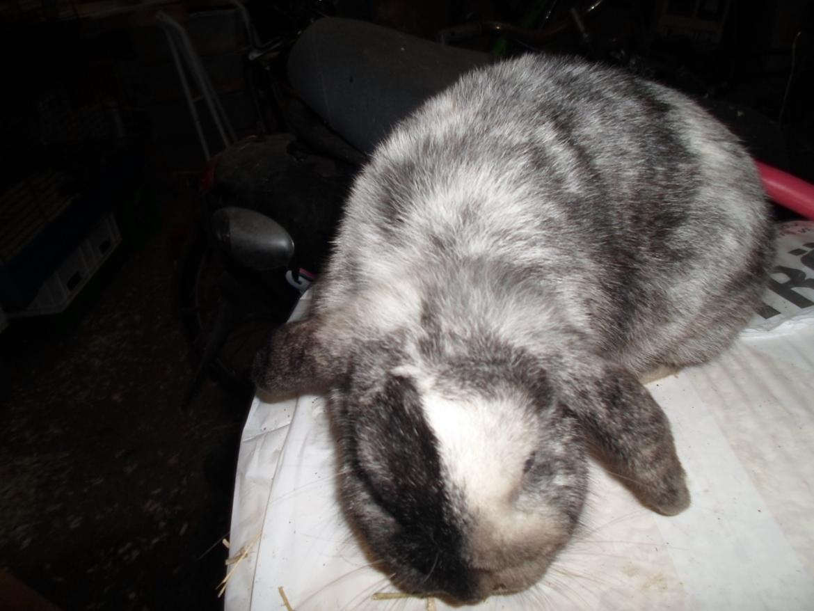 Kanin Frodo (høj's kaninland) billede 4