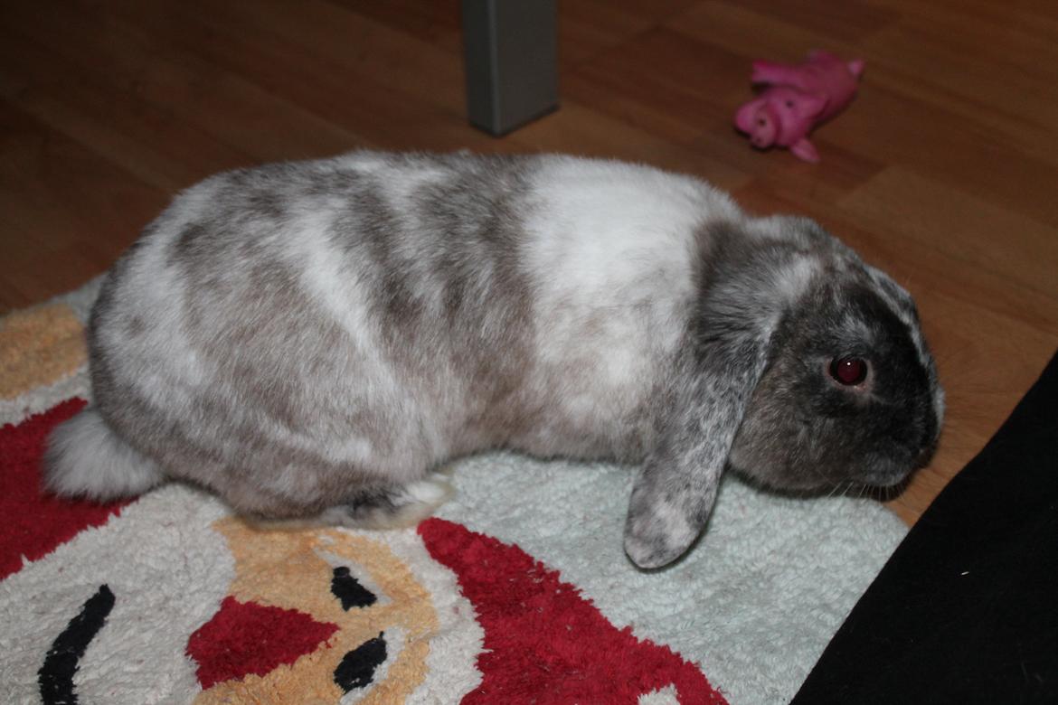 Kanin Frodo (høj's kaninland) billede 6