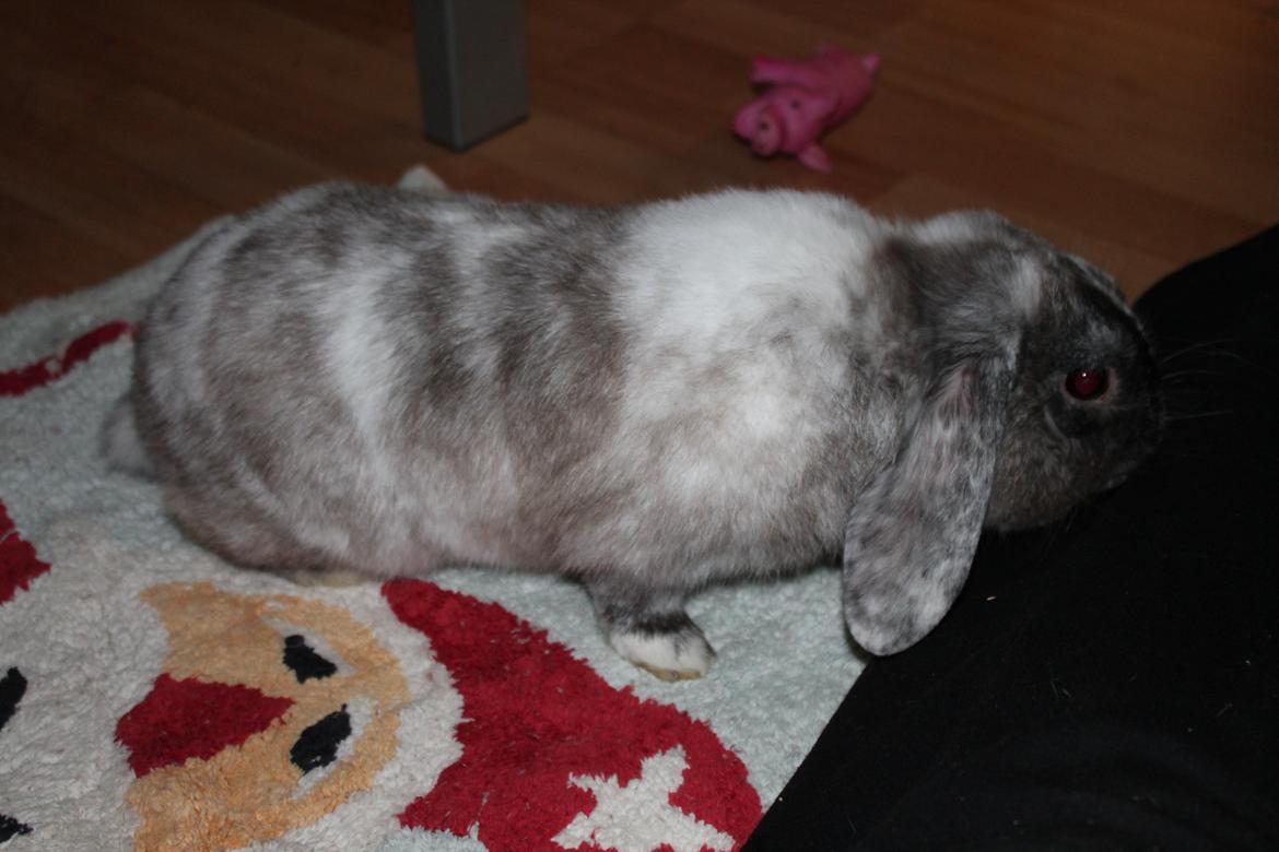 Kanin Frodo (høj's kaninland) billede 7